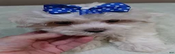 Maltese dogs for sale: Bogie - Ad 5