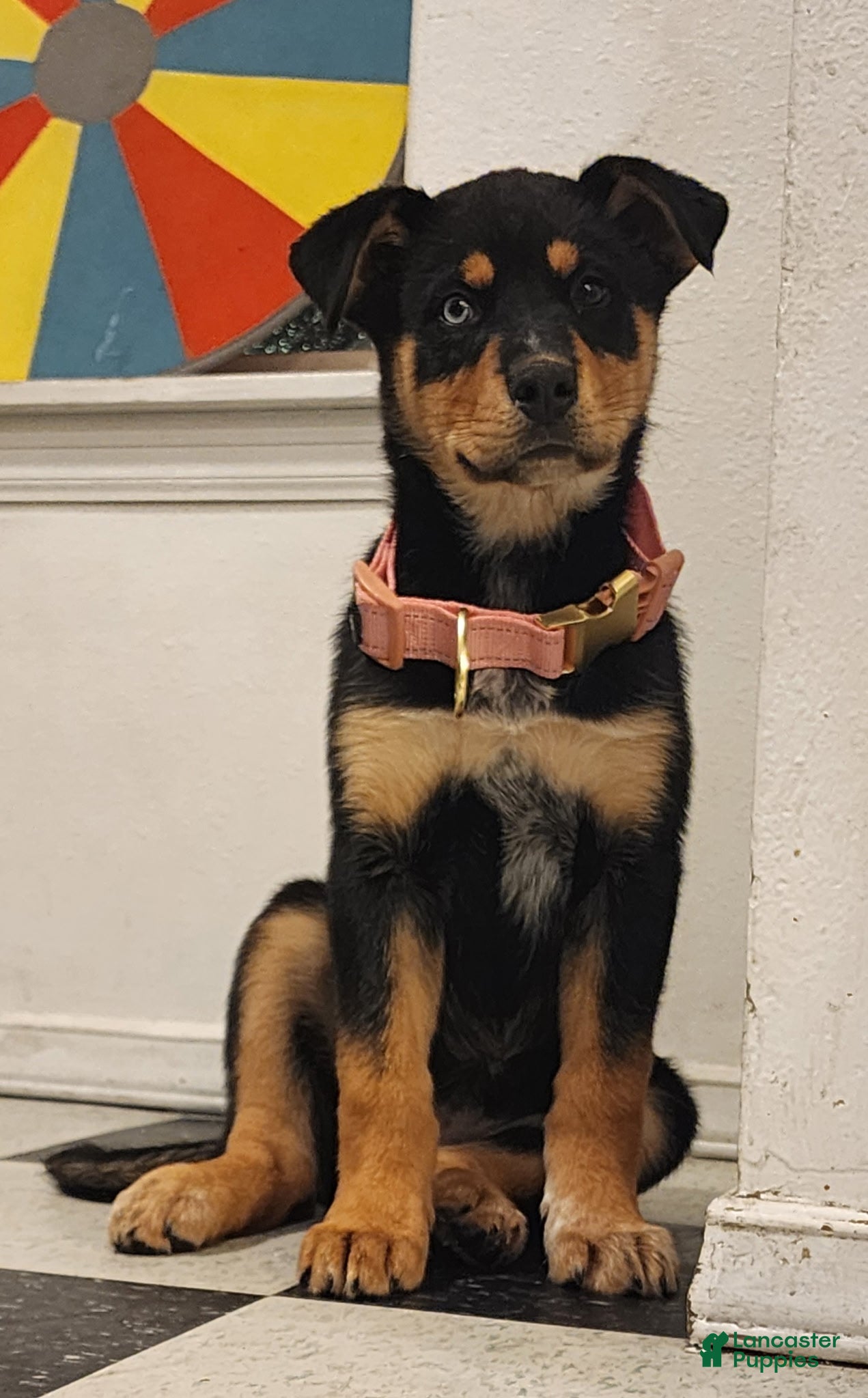 Mixed Breed dogs Bella  - Ad 25