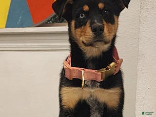 Mixed Breed dogs Bella - Ad 25