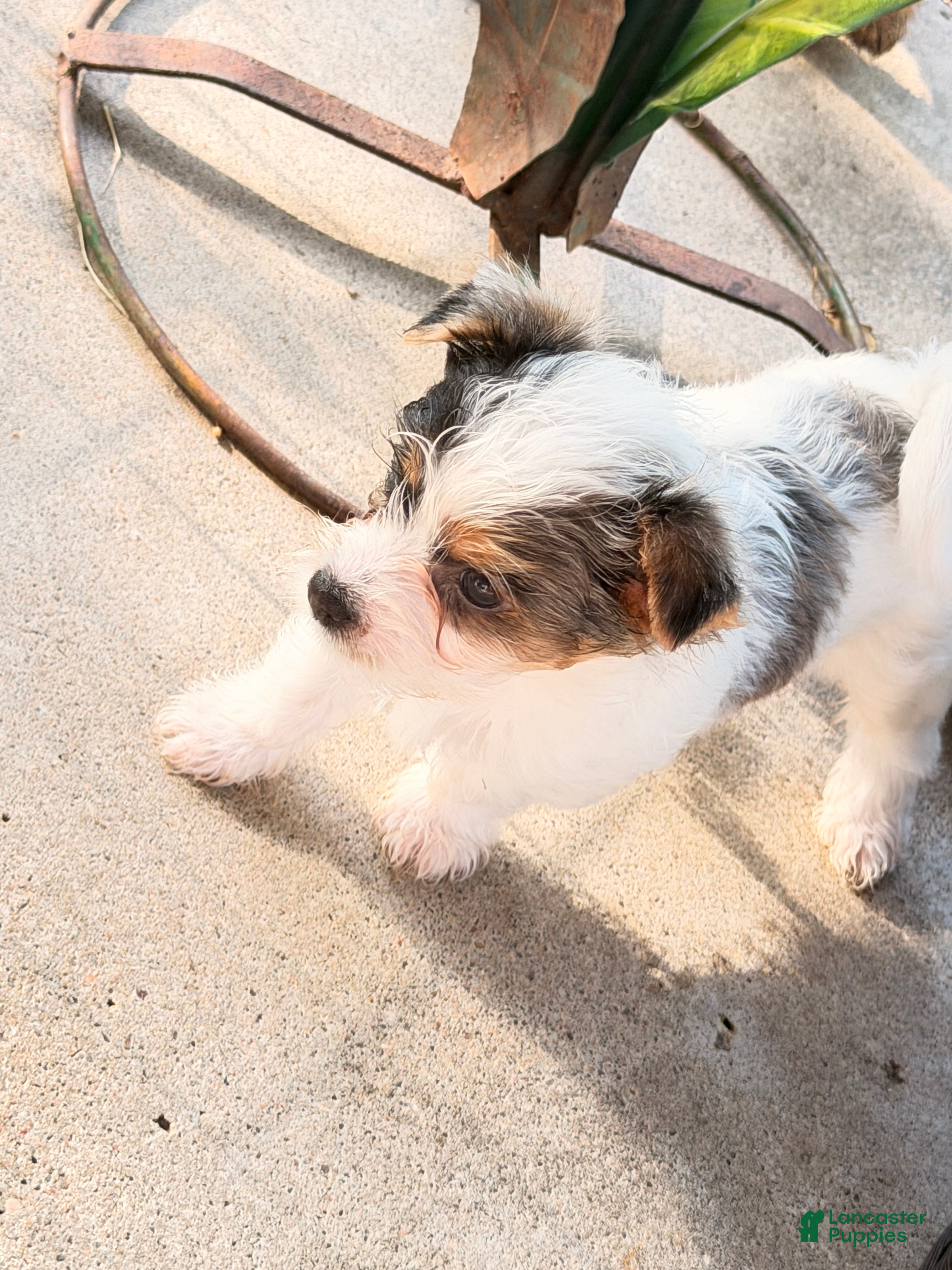 Yorkshire Terrier dogs  Anna Belle - Ad 23