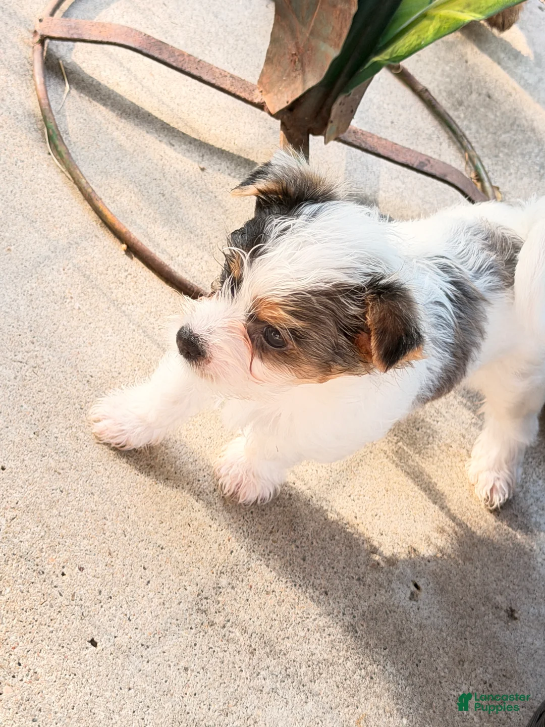 Yorkshire Terrier dogs for sale:  Anna Belle - Ad 1