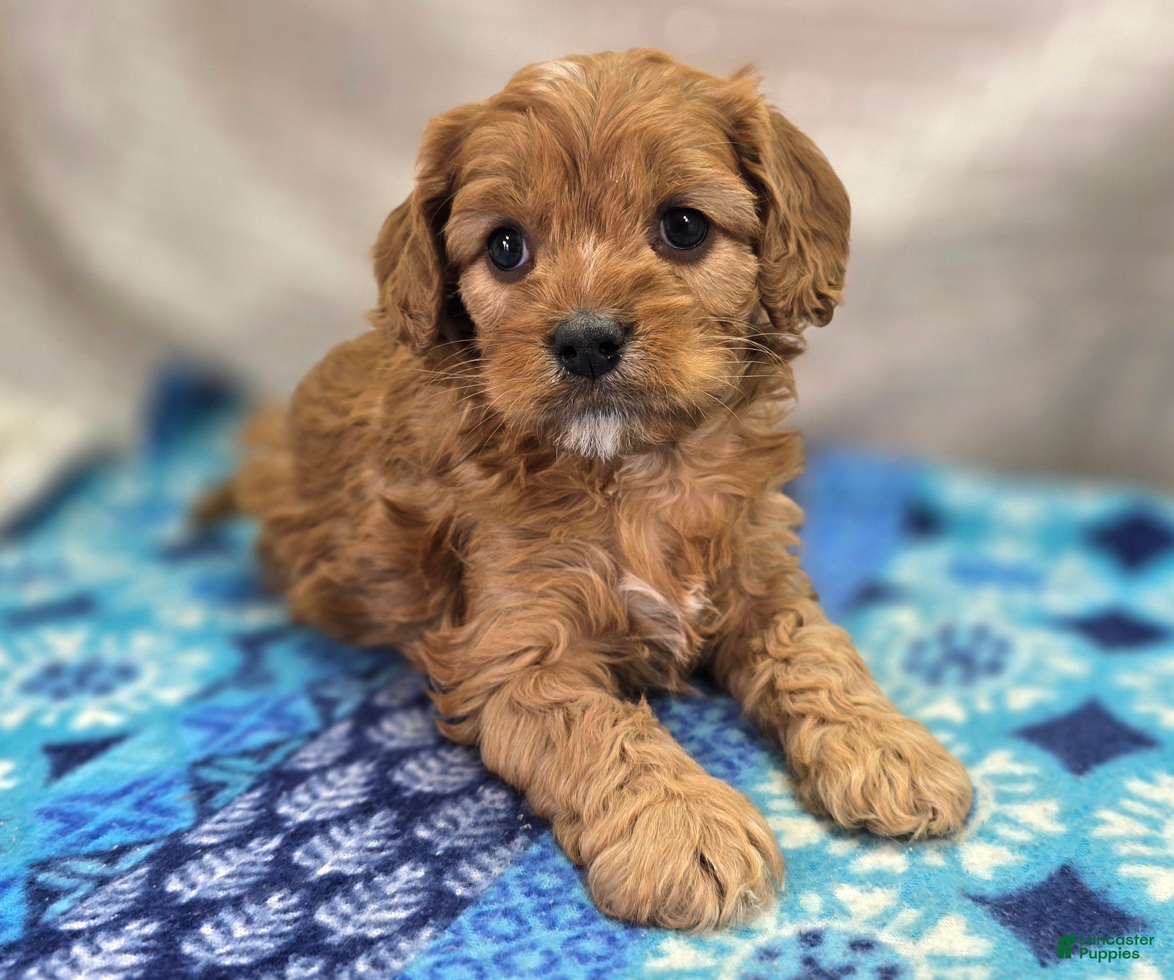 Cavapoo dogs Everest - Ad 22
