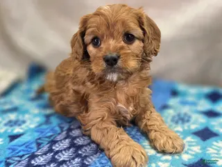 Cavapoo dogs Everest - Ad 22