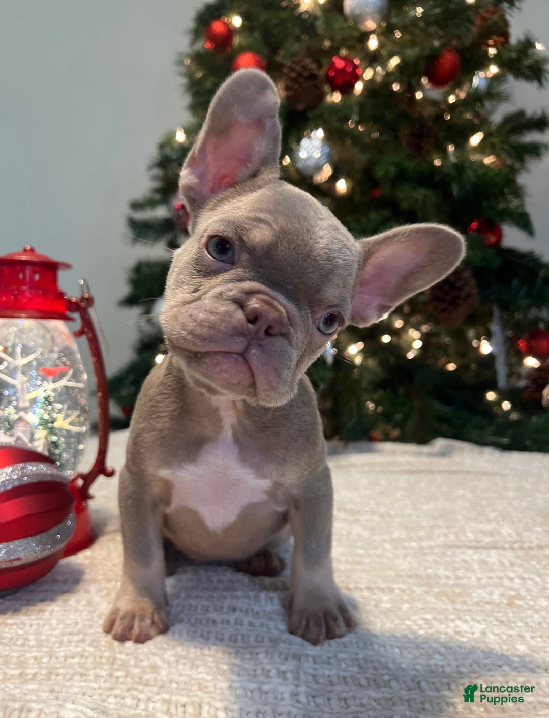 French Bulldog dogs for sale: Luna Akc - Ad 6