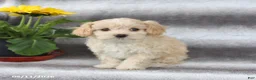 Maltipoo dogs for sale: Sugar - Ad 3