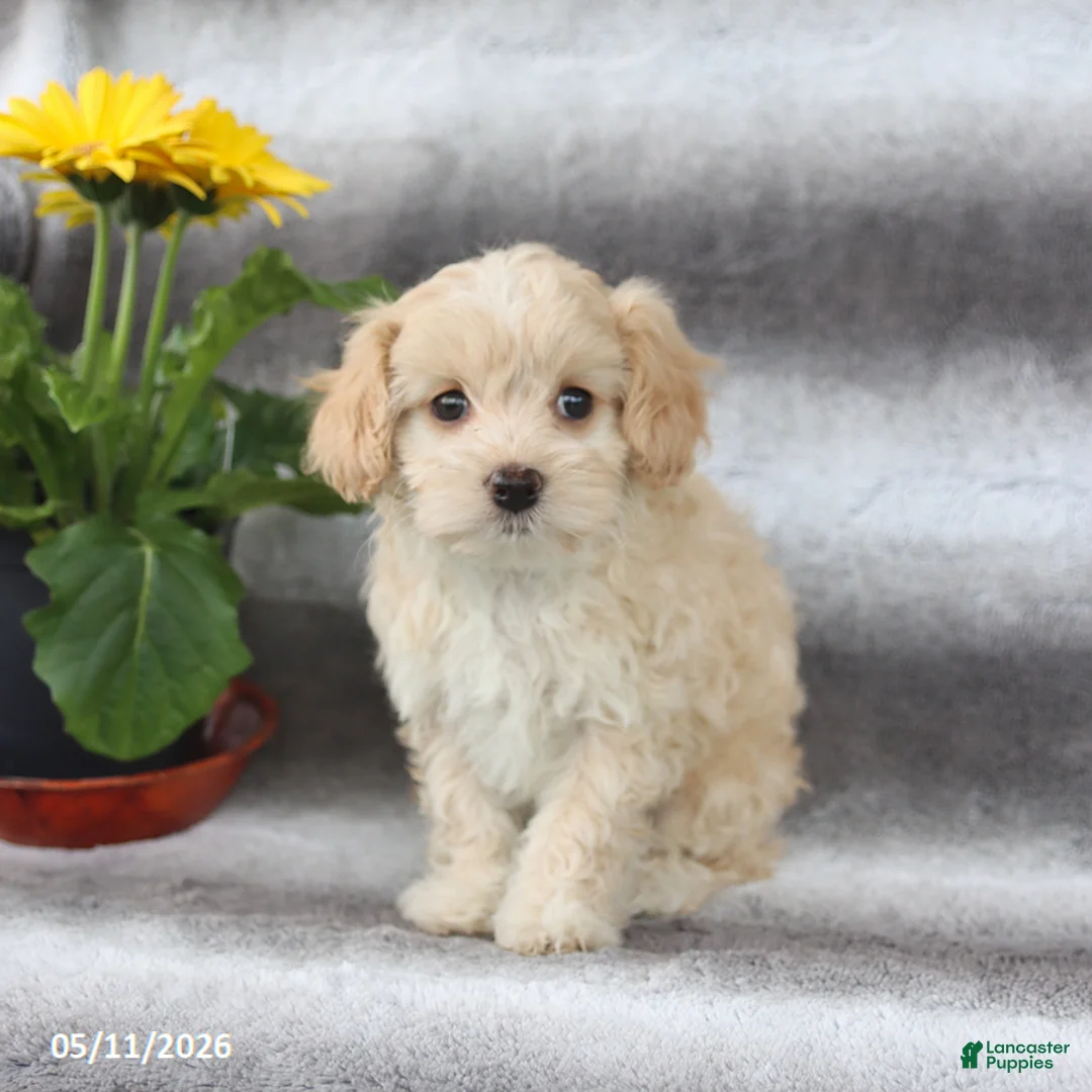 Maltipoo dogs for sale: Sugar - Ad 3