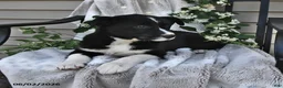 Mixed Breed dogs for sale: Stella - Ad 4