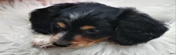 Miniature Dachshund dogs for sale: Hero - Ad 1