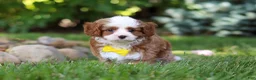 Cavapoo dogs for sale: Oliver - Ad 7