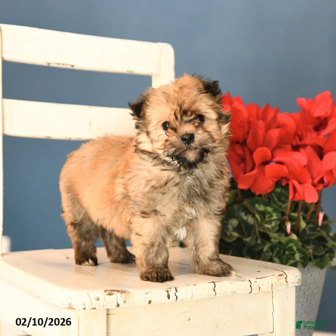 Havanese dogs for sale: Parker - Ad 3