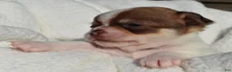 Chihuahua dogs for sale: Billy - Ad 5