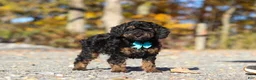 Miniature Poodle dogs for sale: Sawyer (AKC) - Ad 4