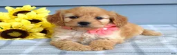 Cavapoo dogs for sale: Clarissa  - Ad 4
