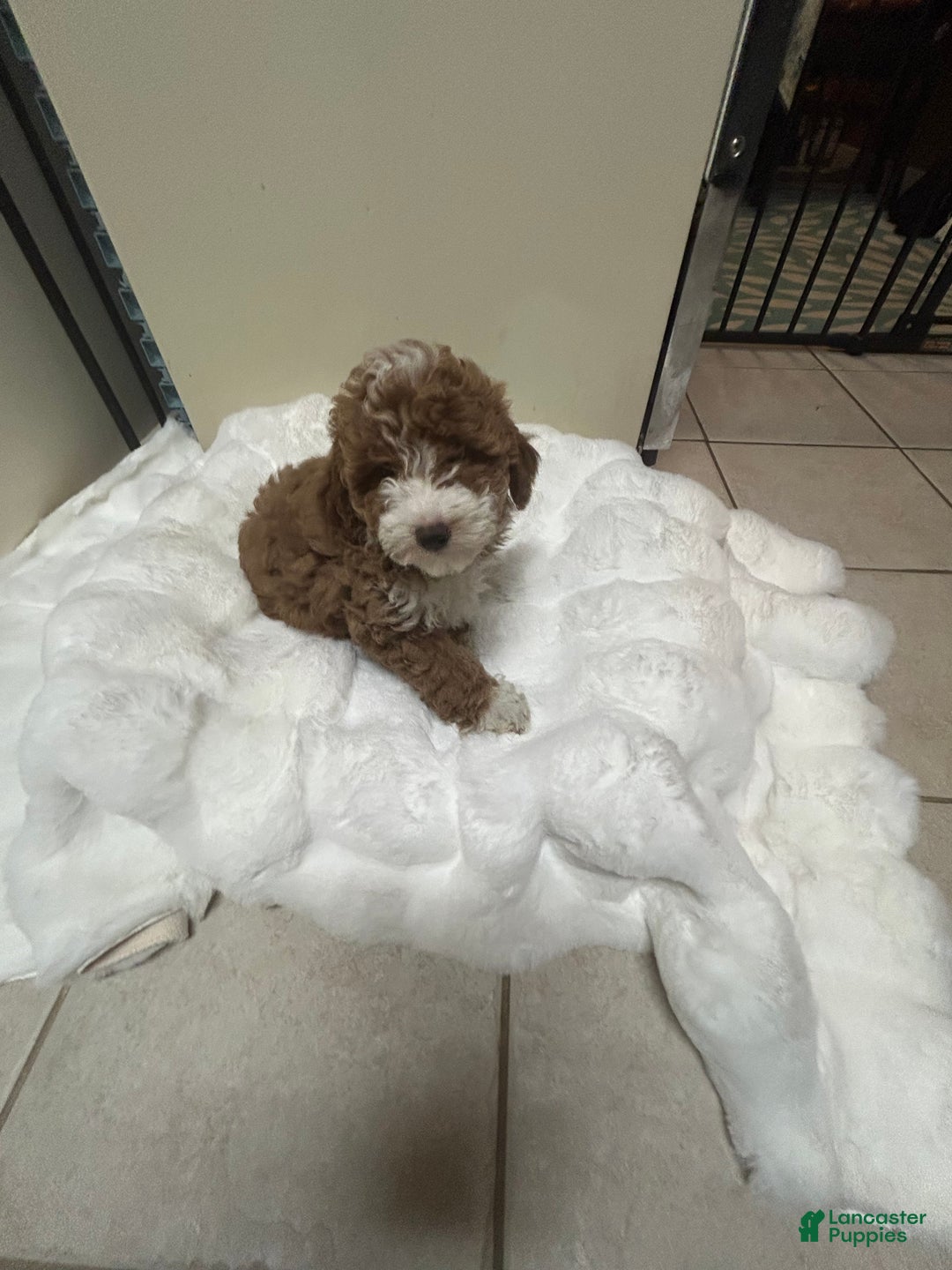 Mini Goldendoodle dogs for sale: Petite Tuxedo Mini Goldendoodle Cinnabun  - Ad 1