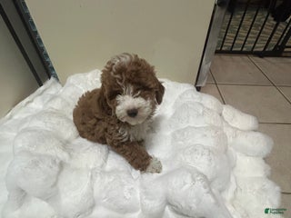 Mini Goldendoodle dogs Petite Tuxedo Mini Goldendoodle Cinnabun - Ad 33