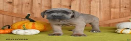 Cane Corso dogs for sale: Chief - Ad 4