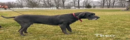 Great Dane dogs for sale: Tori - Ad 5