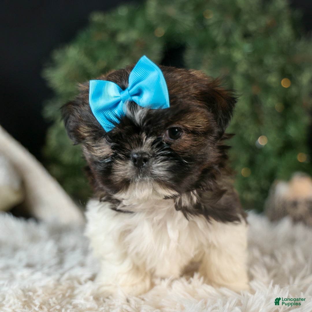 Shih Tzu dogs for sale: ROSCOE - Ad 12