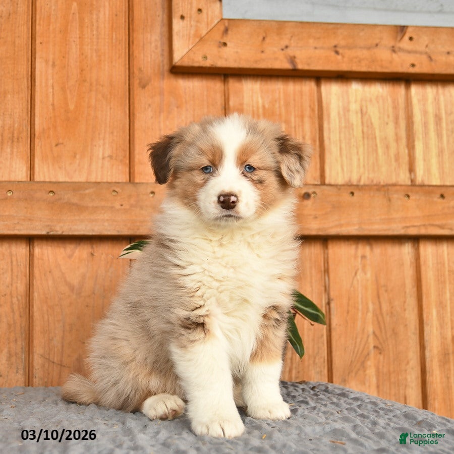 Australian Shepherd dogs Annie  - Ad 2