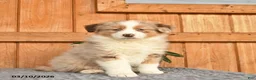 Australian Shepherd dogs for sale: Annie  - Ad 2