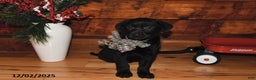 Mixed Breed dogs for sale: Holly - Ad 3