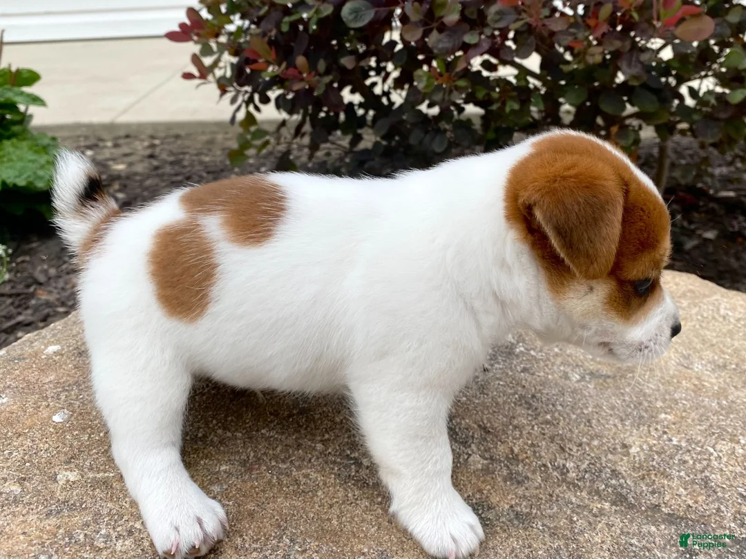 Jack Russell Terrier dogs for sale: Elisha - Ad 2