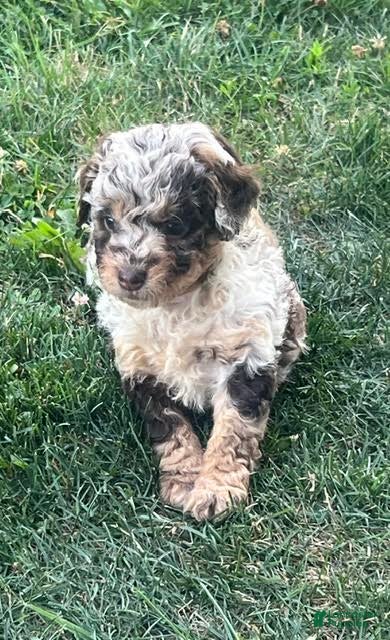 Aussiedoodle dogs Jasmine Mini Aussiedoodle  - Ad 2