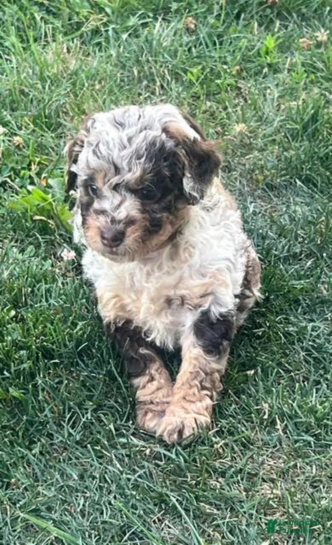 Aussiedoodle dogs for sale: Jasmine Mini Aussiedoodle  - Ad 2