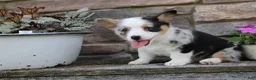 Welsh Corgi Pembroke dogs for sale: Dixie - Ad 4