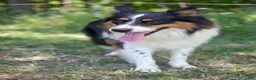Mixed Breed dogs for sale: Moose  - Ad 6