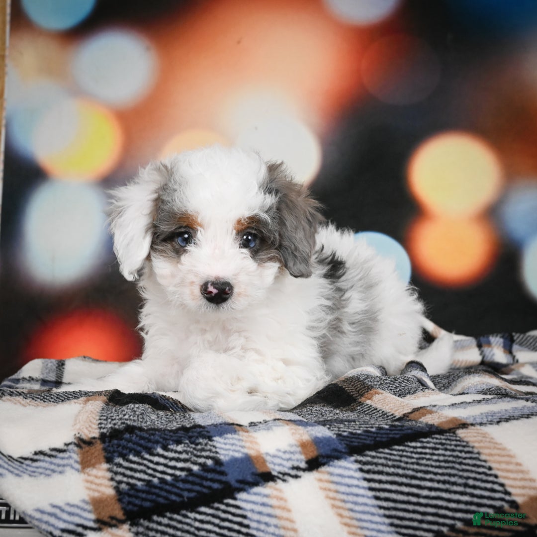 Mini Bernedoodle dogs for sale: Gunner - Ad 4
