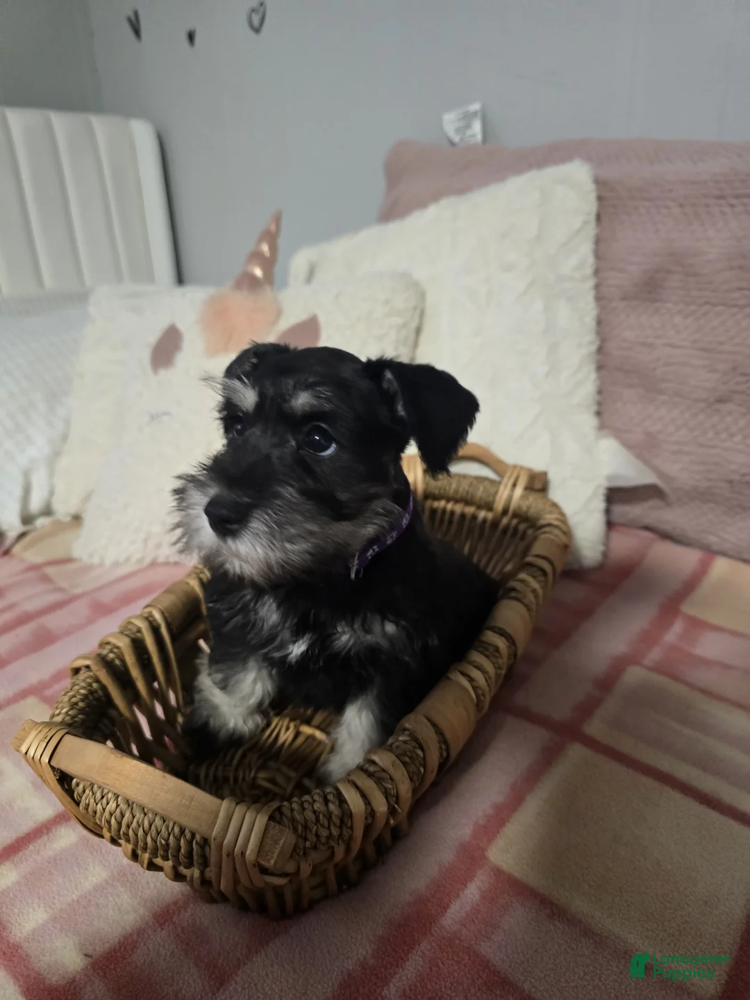 Mixed Breed dogs for sale: Mixed Breed Puppy 2 - Ad 3