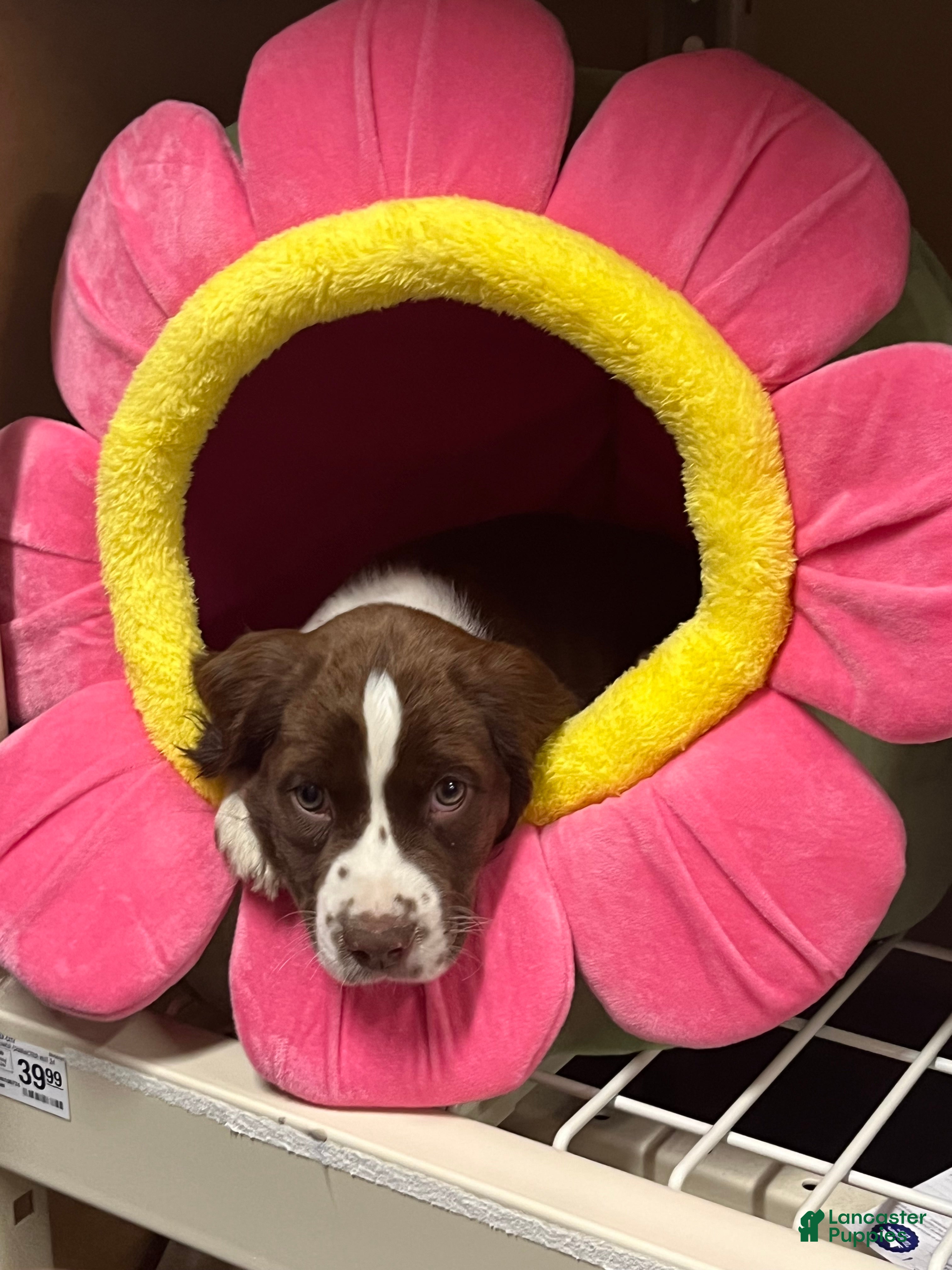 English Springer Spaniel dogs  English Springer Spaniel 2 - Ad 1