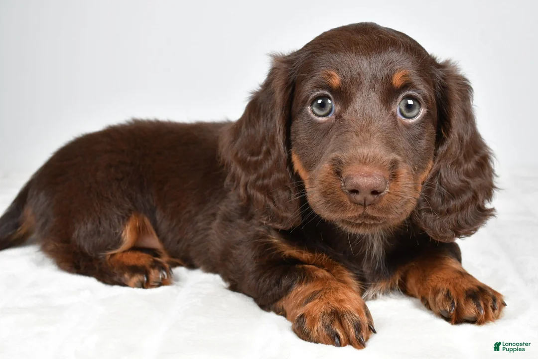 Miniature Dachshund dogs for sale: Kendra - Ad 1