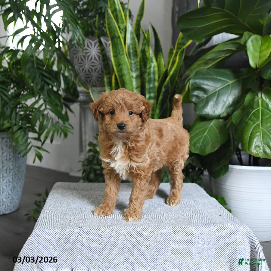 Mini Goldendoodle dogs Bailey - Ad 2