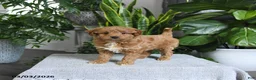 Mini Goldendoodle dogs for sale: Bailey - Ad 2