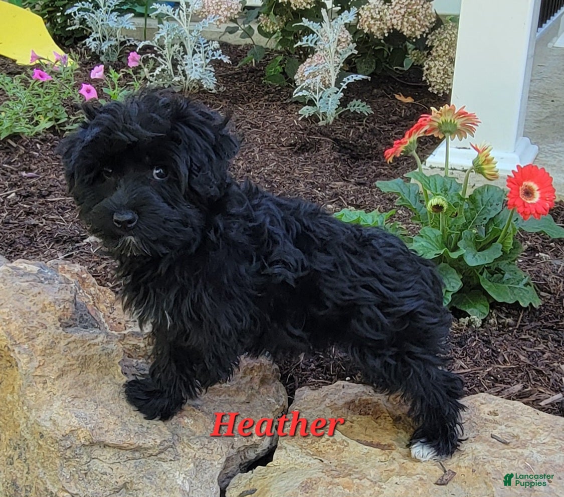 Morkie dogs Heather - Ad 1