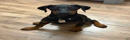 Doberman Pinscher dogs for sale: Draco - Ad 4