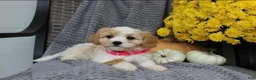 Cavachon dogs for sale: Bella - Ad 9