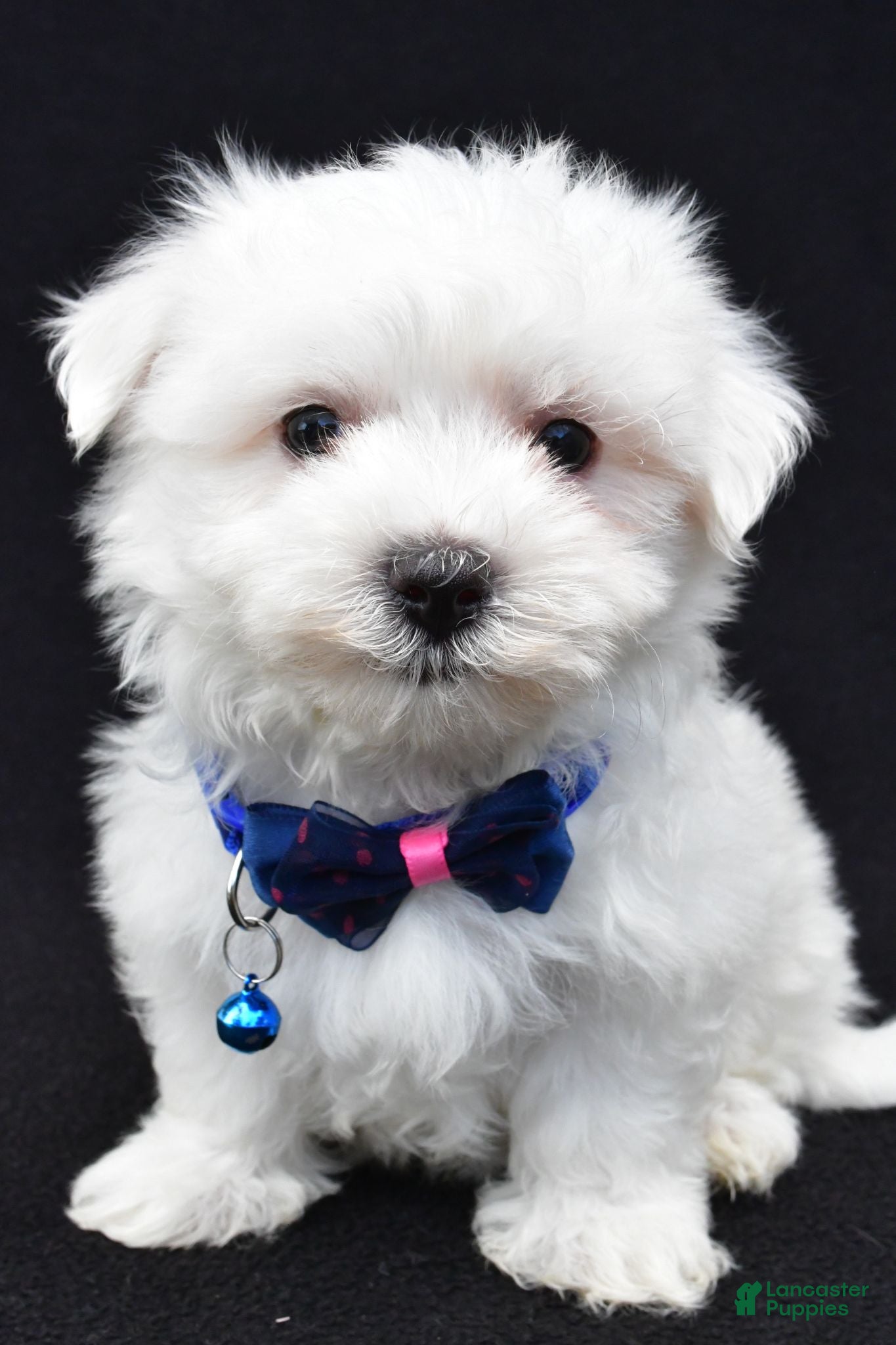 Maltese dogs Tom - Ad 1