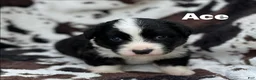 Welsh Corgi Cardigan dogs for sale: Ace FLUFFY - Ad 8