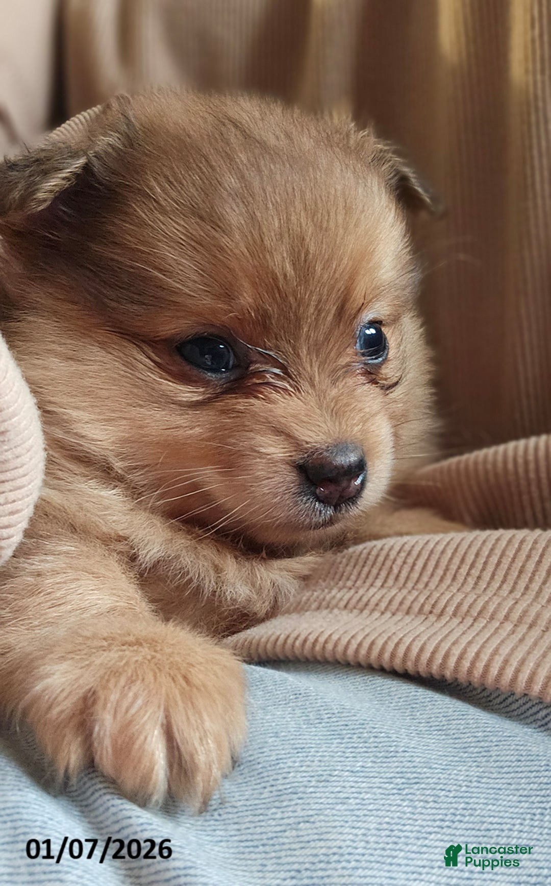 Pomeranian dogs for sale: Chloe - Ad 2