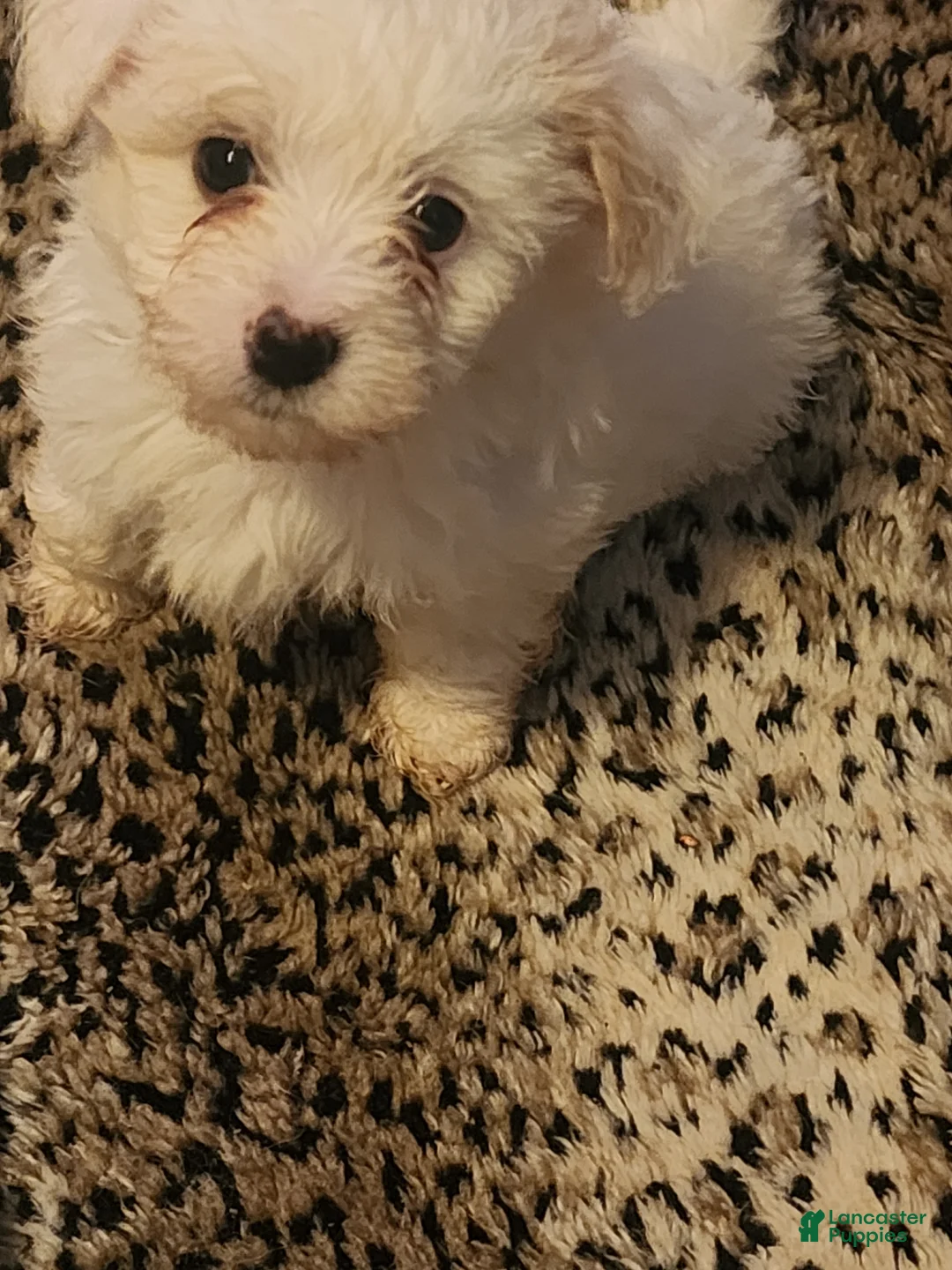 Pomapoo dogs for sale: Pomapoo Puppy 1 - Ad 2