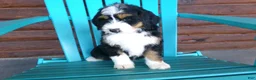 Mini Bernedoodle dogs for sale: Bella - Ad 10