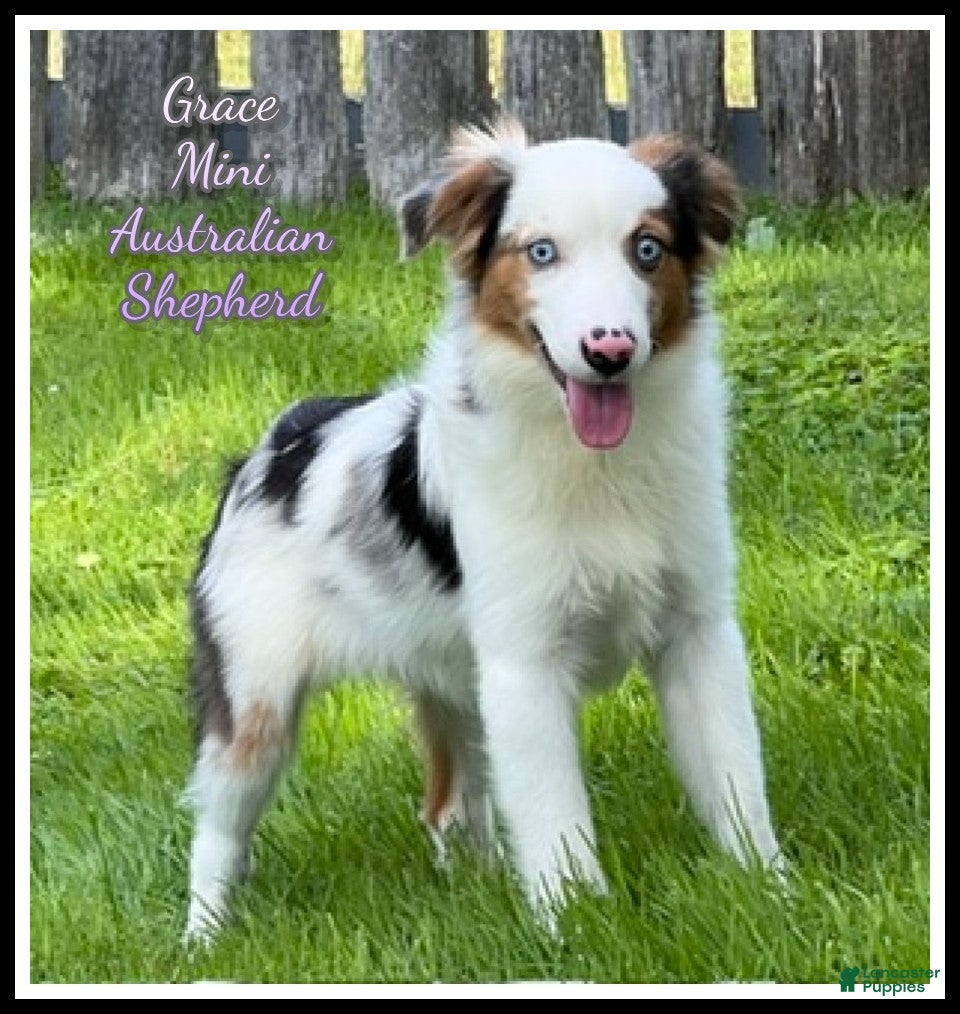 Miniature Australian Shepherd dogs Grace - Ad 1