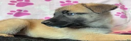 Mixed Breed dogs for sale: Fluffy - Ad 8