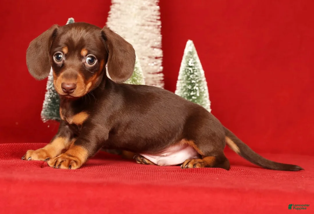 Miniature Dachshund dogs for sale: Ronnie - Ad 5