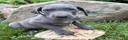Great Dane dogs for sale: Ellie - Ad 3