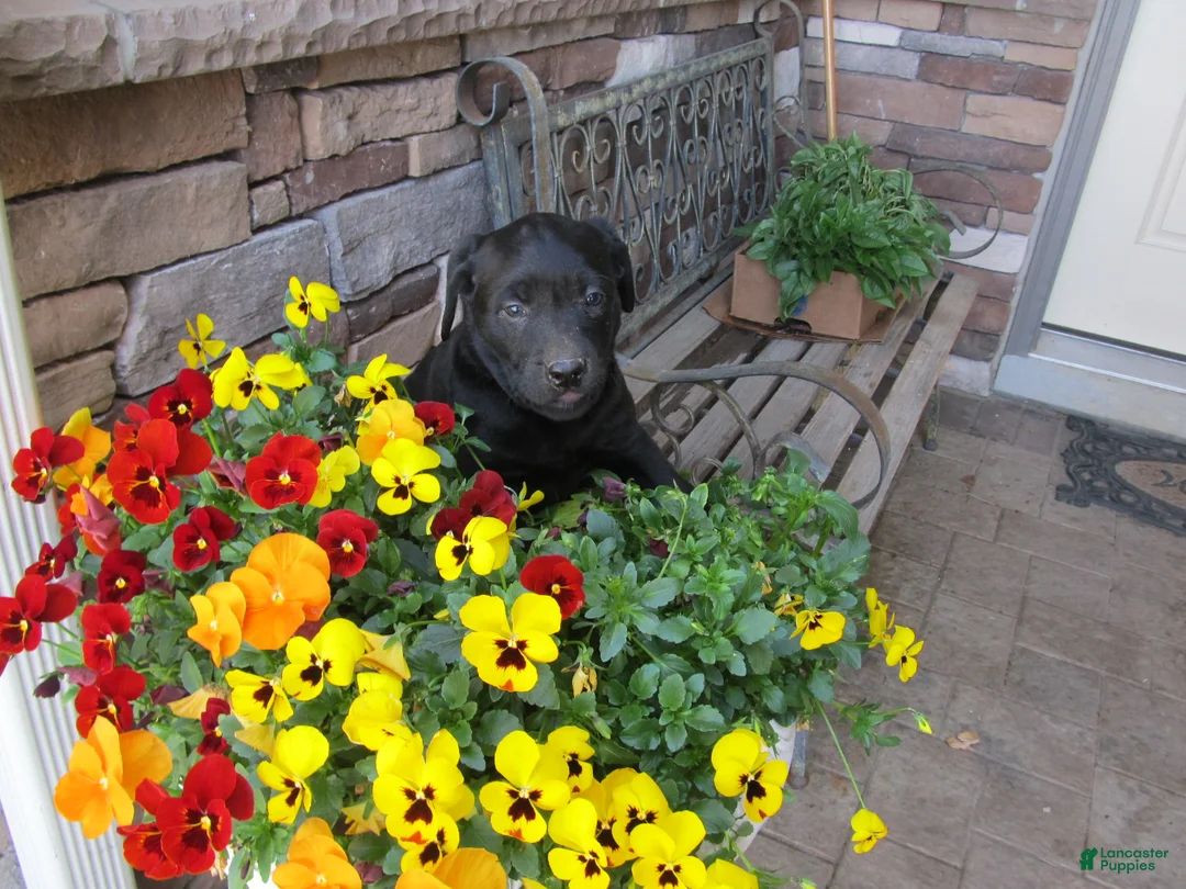 Labrador Retriever dogs for sale: Labrador Retriever Puppy 3 - Ad 1