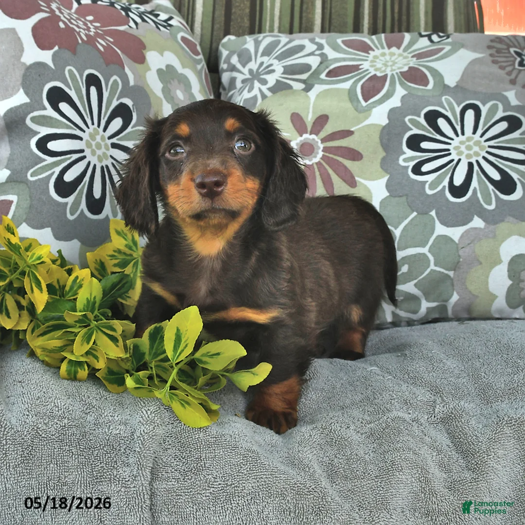 Miniature Dachshund dogs for sale: Mason - Ad 2